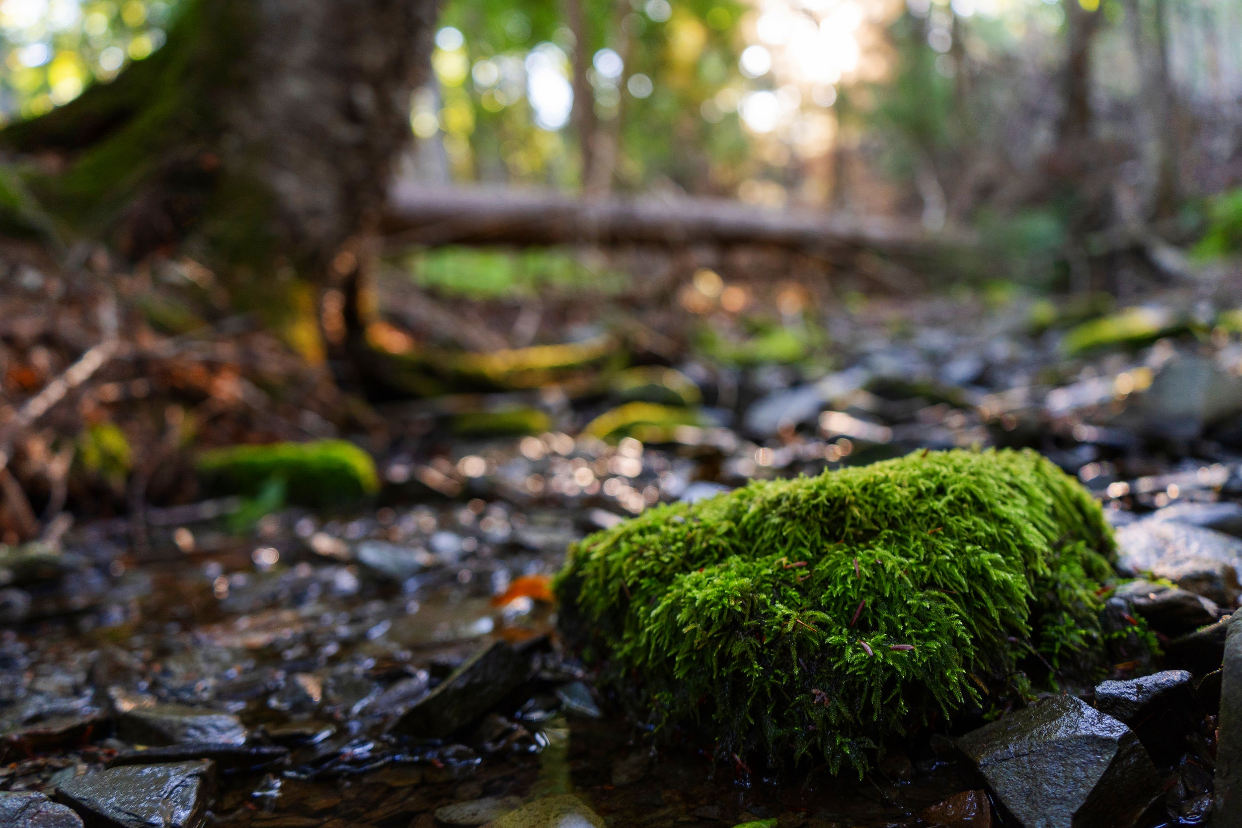 013+-+Moss+Rock+Stream+%281+of+1%29.jpg