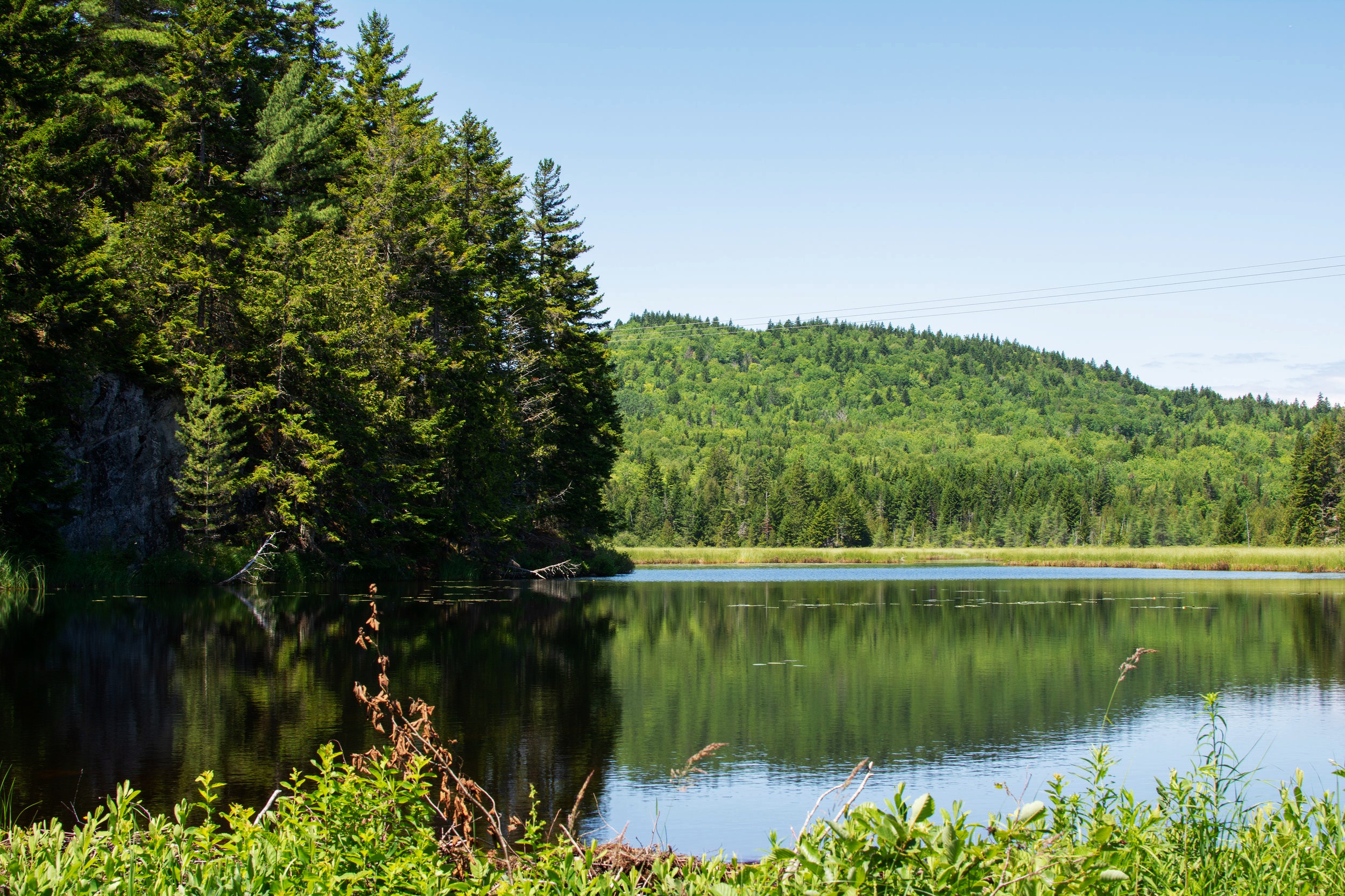 2018+07+Beaver+Pond+001b+%281+of+1%29.jpg