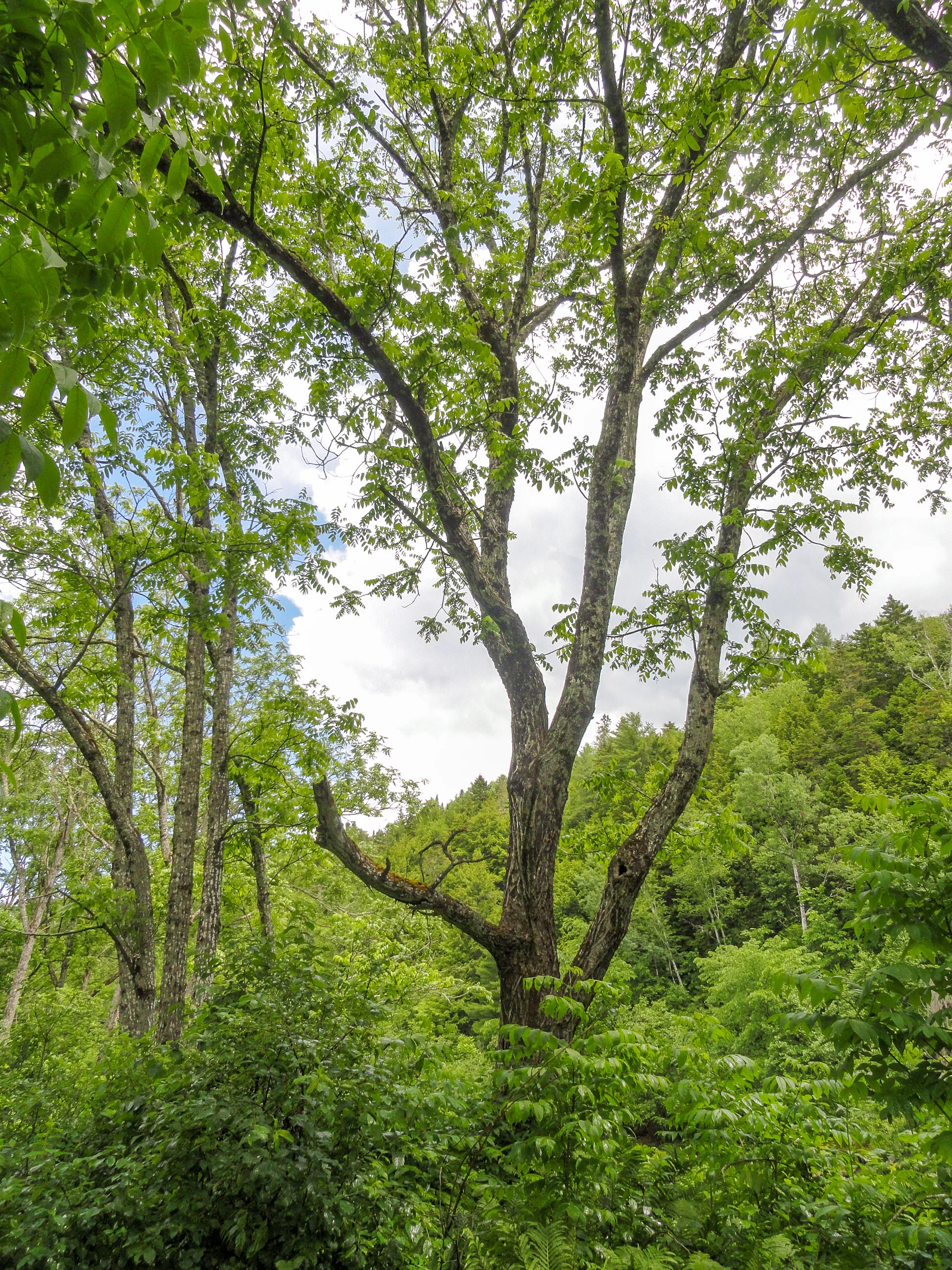 Butteneu Tree Butternut Tree — Nature Trust of New Brunswick