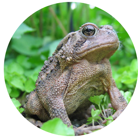 American Toad