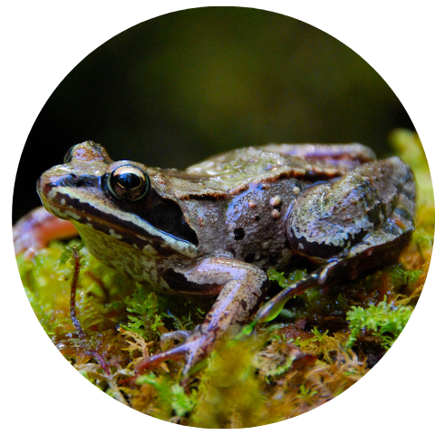 Wood Frog