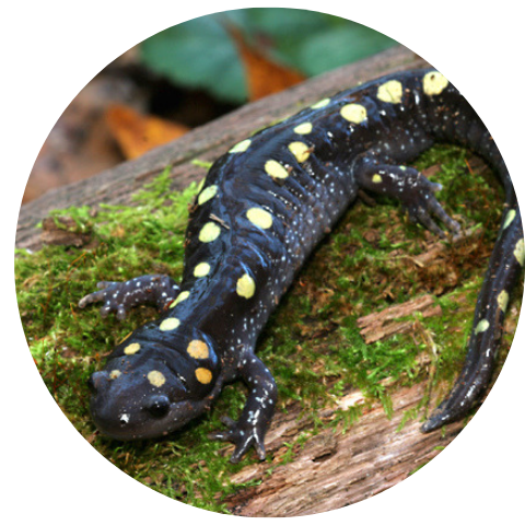 Spotted Salamander