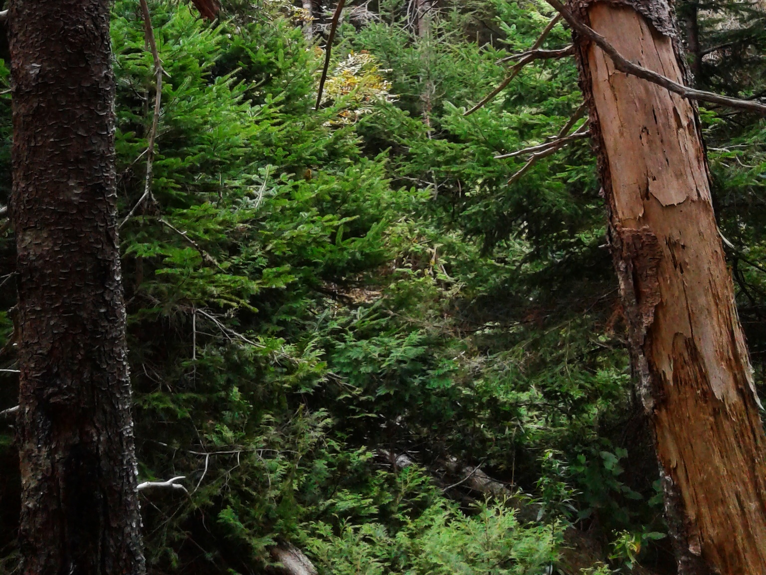 Noremac Nature Preserve Nature Trust Of New Brunswick