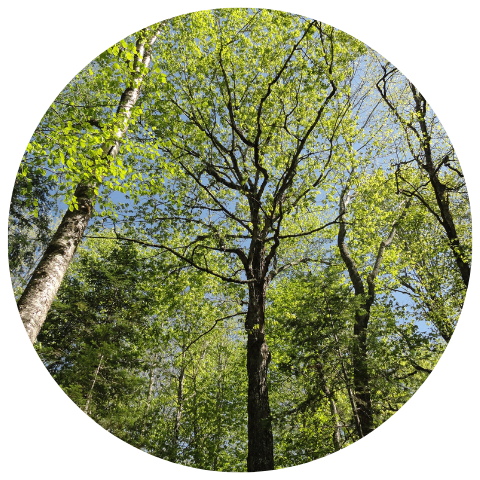 Website Circle Template (36).png