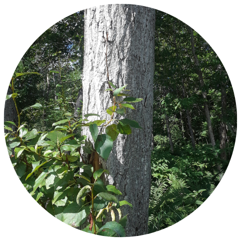 Website Circle Template (38).png