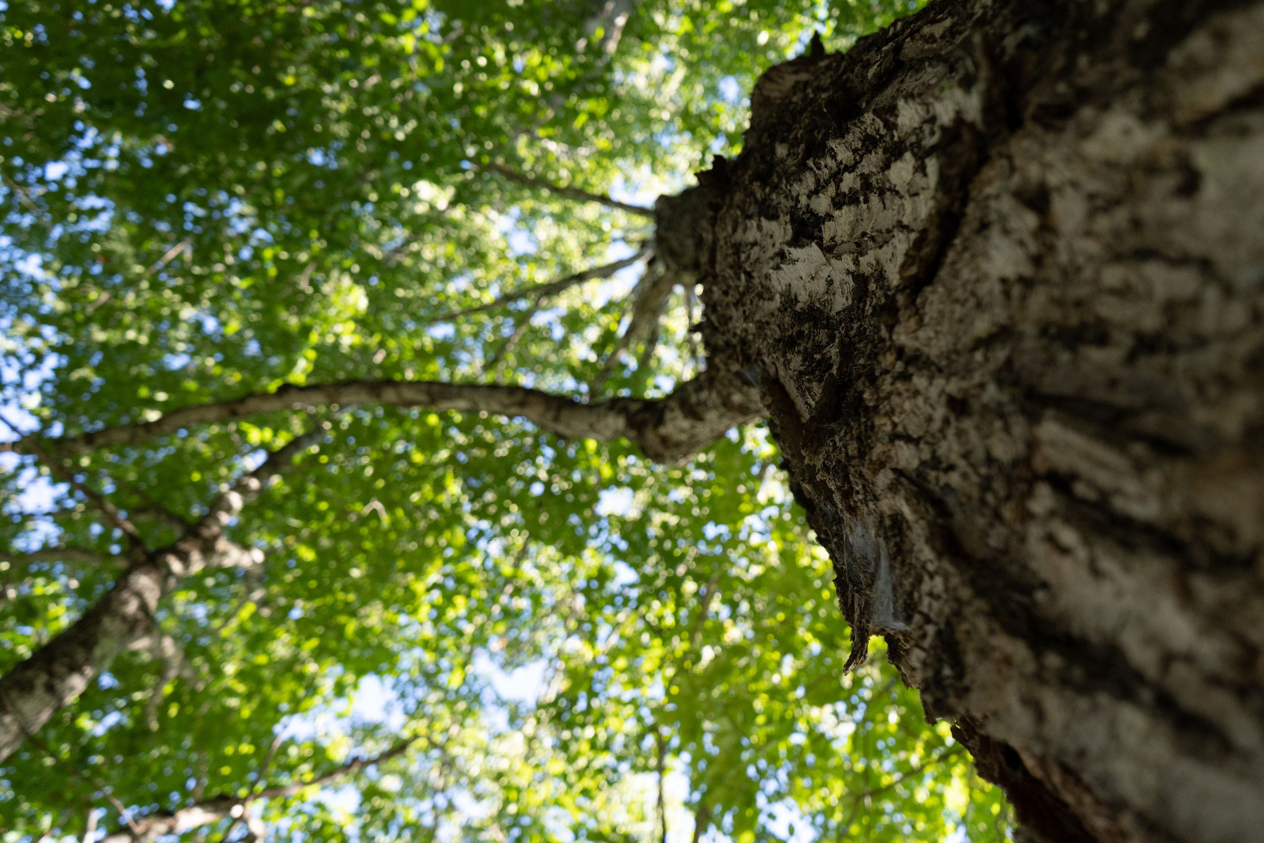 009 Tree _ canopy (1 of 1).jpg