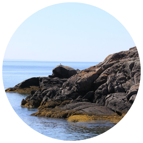 Copy of Website Circle Template.png