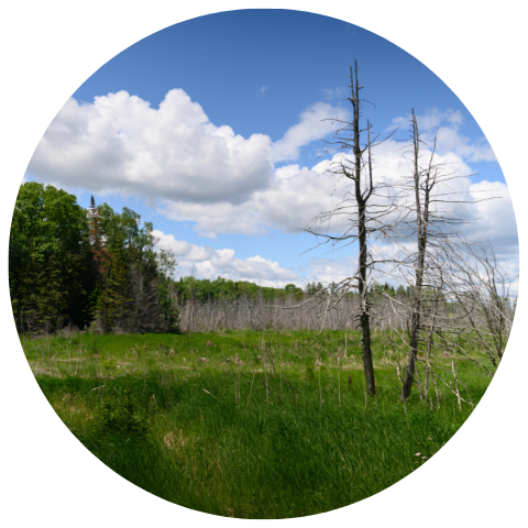 Website Circle Template (43).png