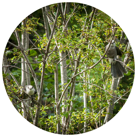 Website Circle Template (47).png