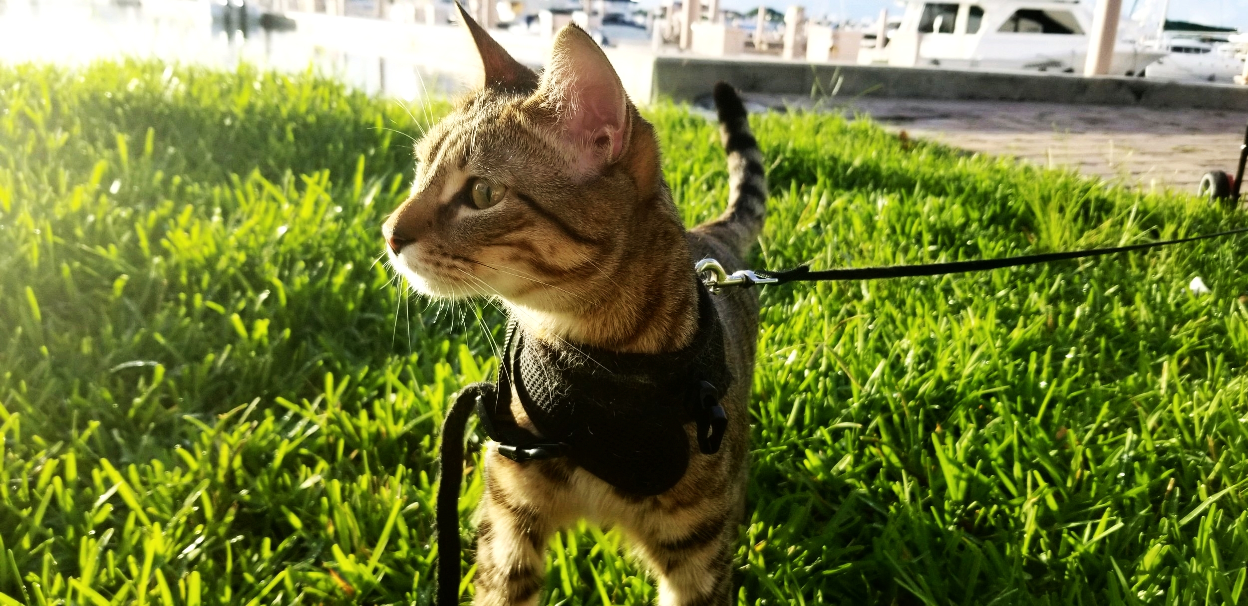 Vests: “Cat Harnesses”