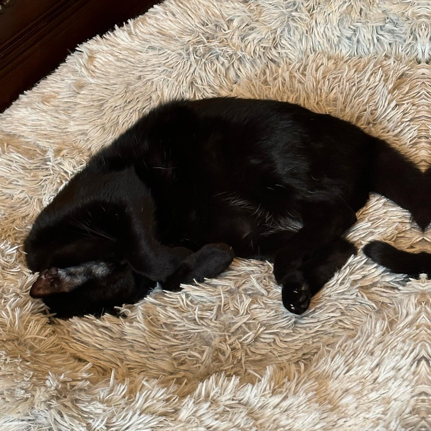 Somebody is trying to keep the other cats out of her dog bed.