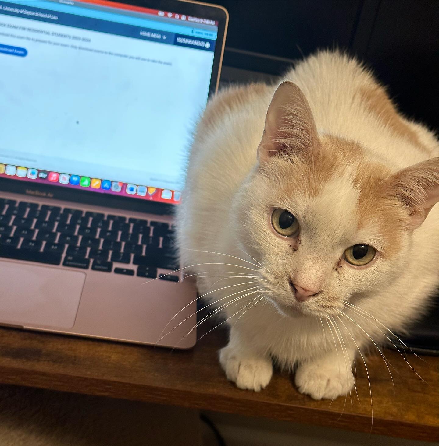Best (and maybe only good) part of taking exams online is that my emotional support cat can help me panic about whether or not something is negligence or just false imprisonment.