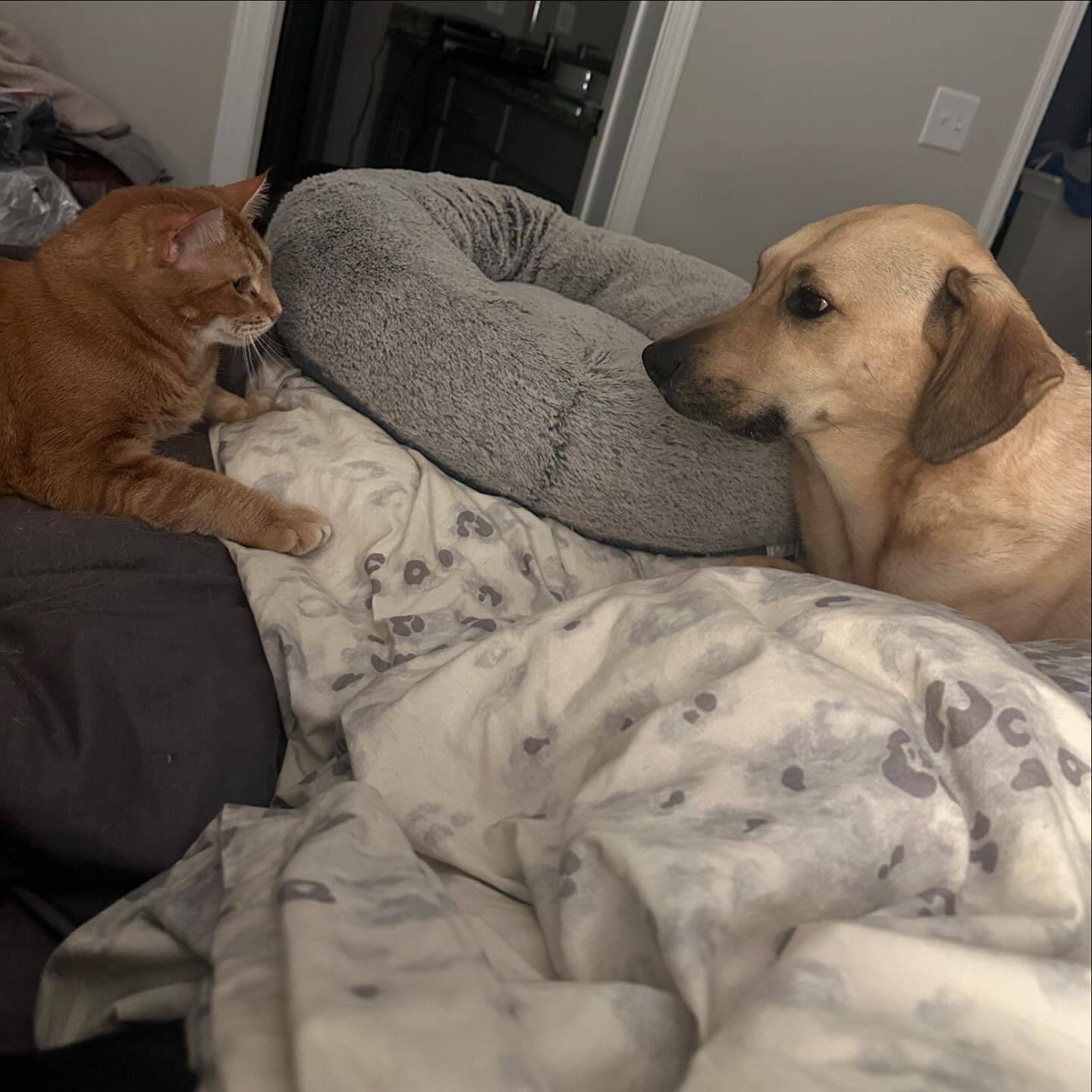 Co-existing for about 30 seconds until the dog is too stressed out by the cat looking at her and lets out the tiniest bark so the cat will look away.