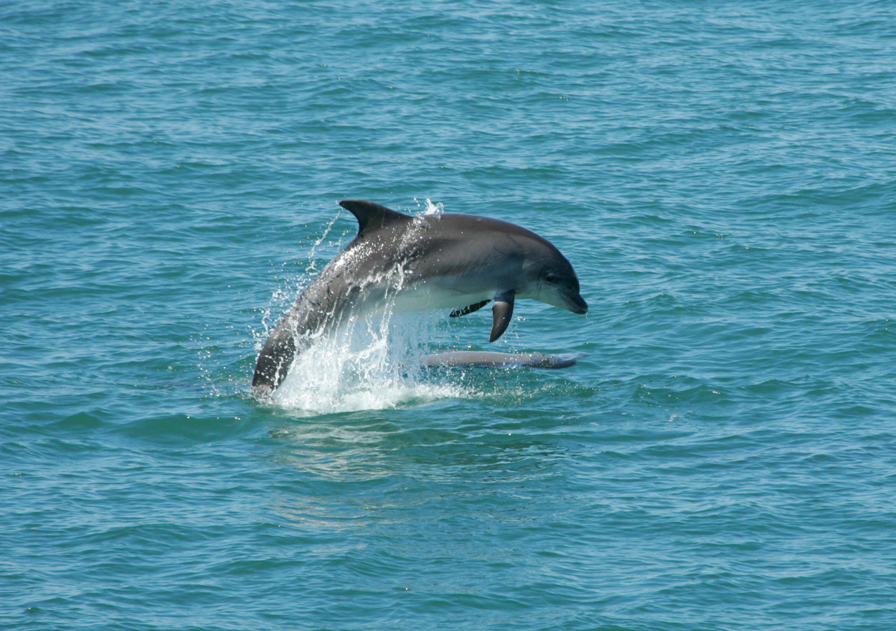 Cardigan Bay Dolphins