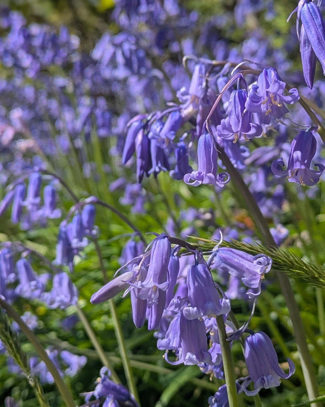 Seven Reasons to Visit West Wales in Spring