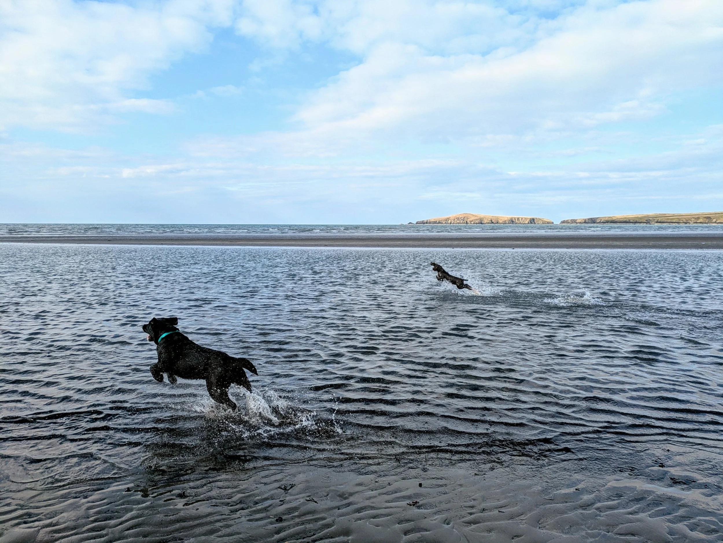 🐾 The Best Dog‑Friendly Beaches Near Troedyrhiw Holiday Cottages:     A Local Guide for Dog Owners in West Wales 🐾