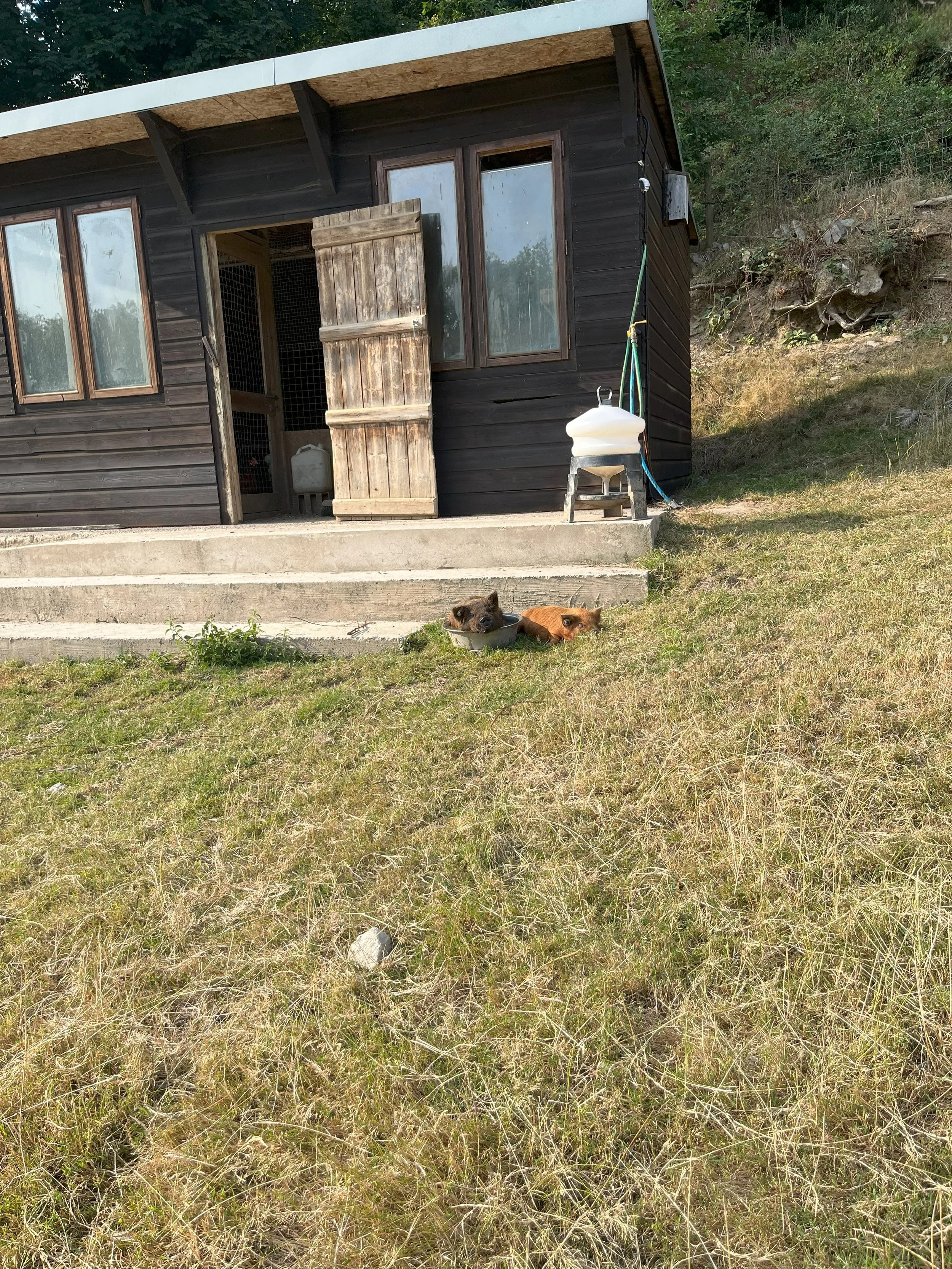 Kune Kune piglets lying on the grass near concrete steps outside a wooden building