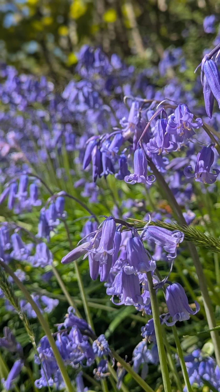 Blue bells at Troedyrhiw Cardigan West Wales