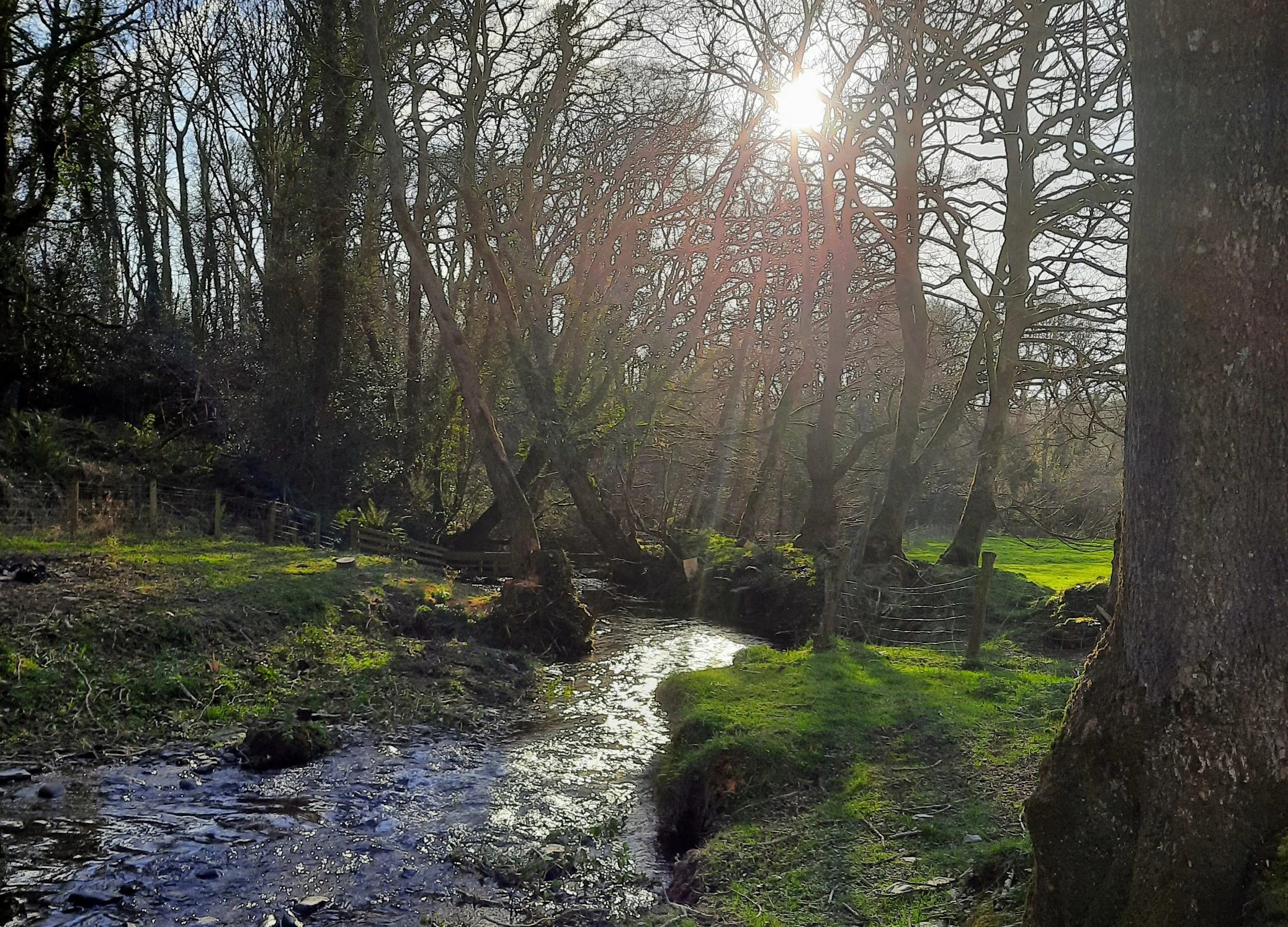 The Stream at Troedyrhiw - private meadows, woodland and riverside habitat