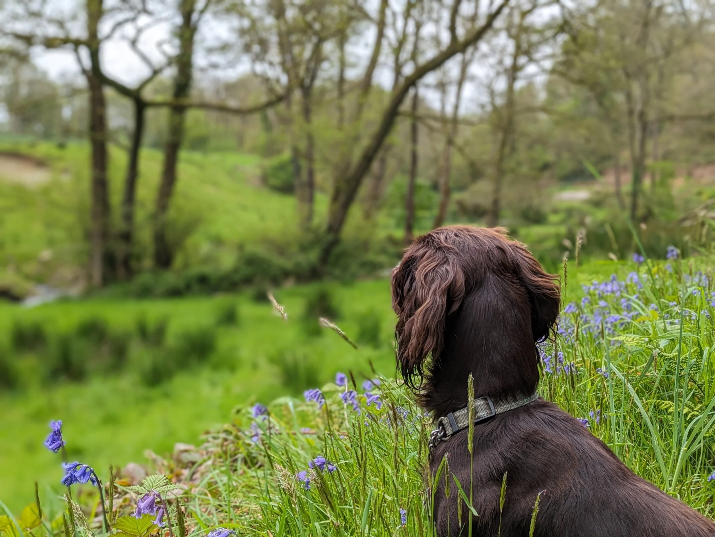 Dog-Friendly Holiday Cottages Near Cardigan Bay: Your Perfect Early Summer Escape at Troedyrhiw