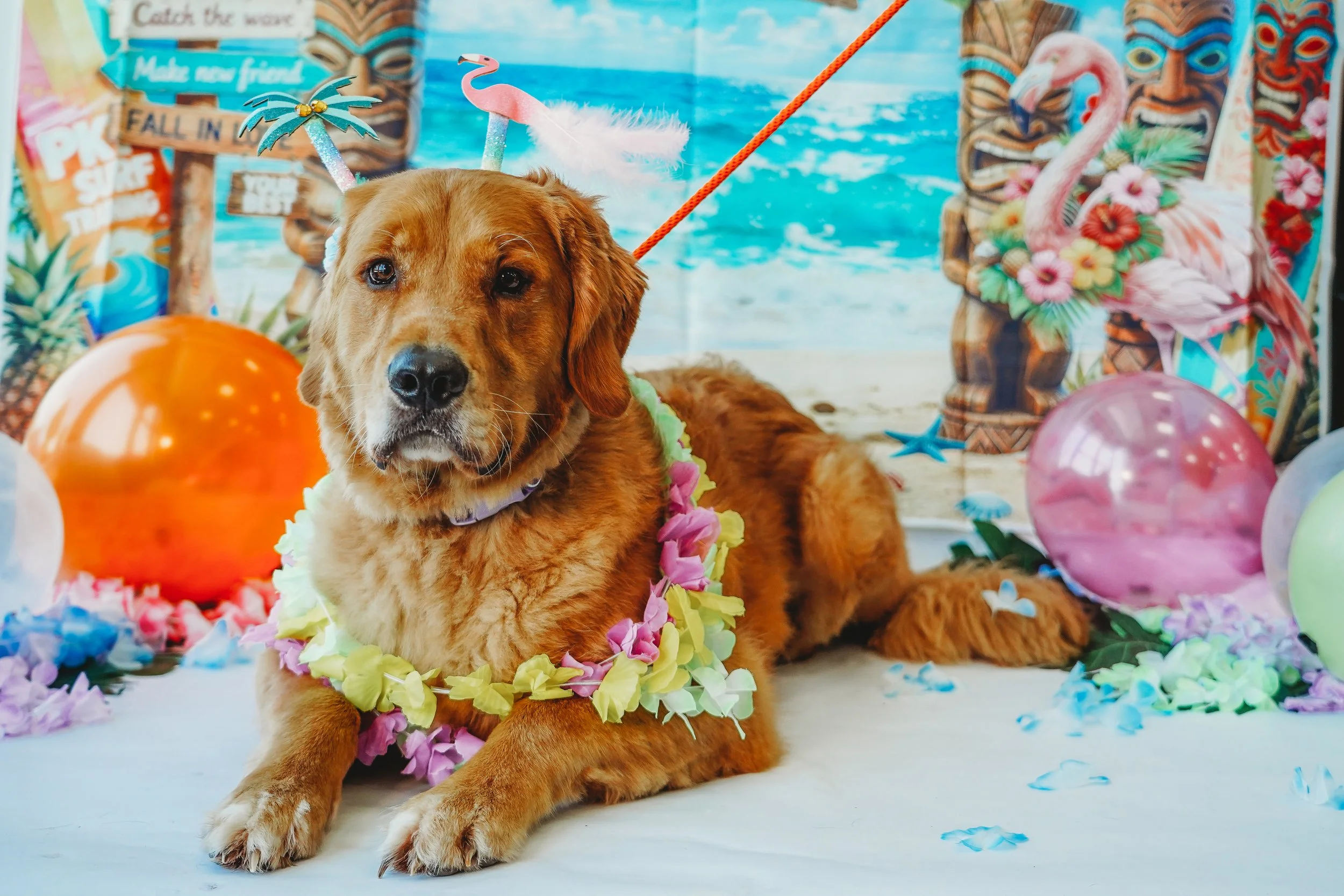 Teddy-3.jpg