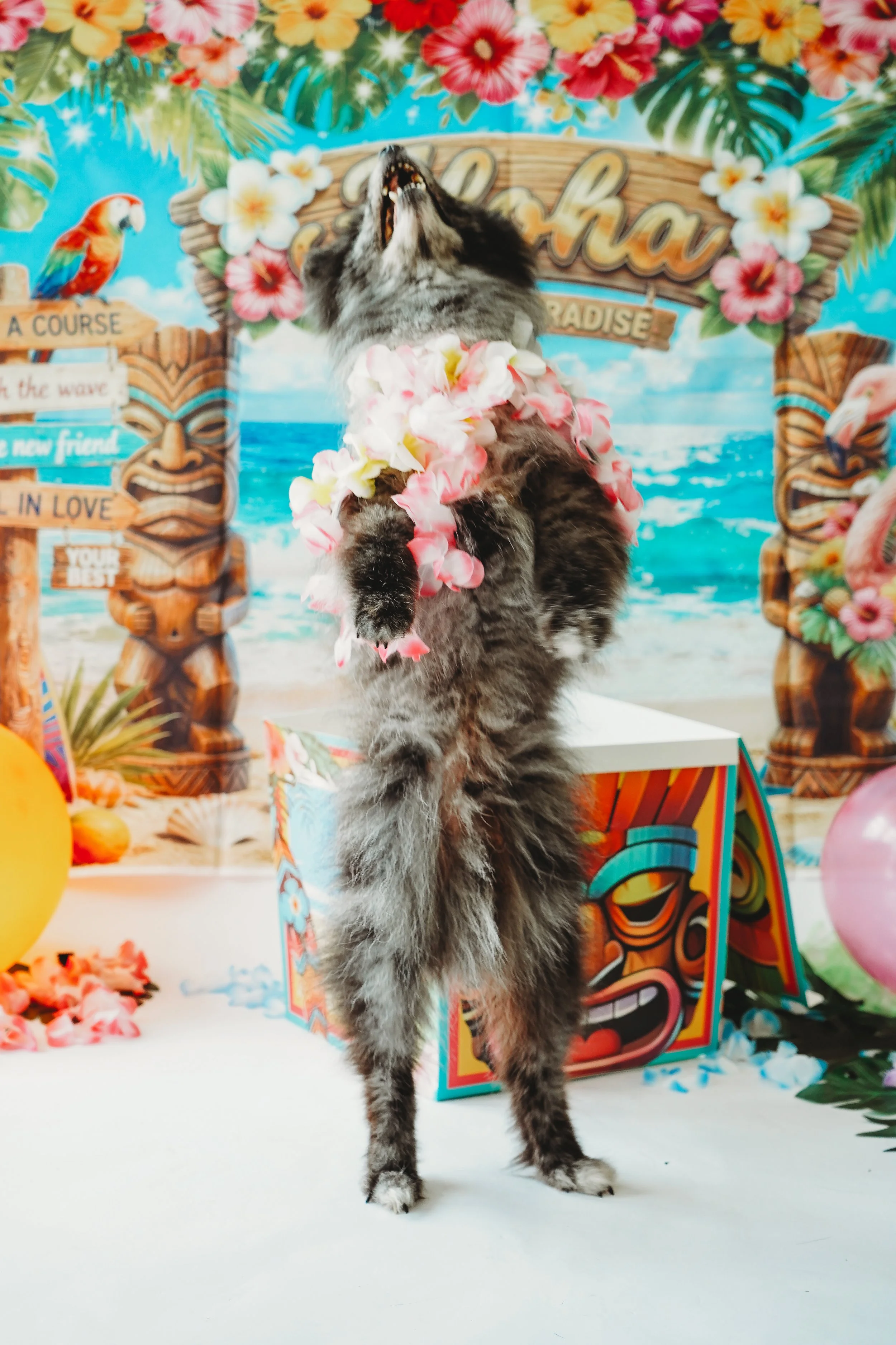 CoCo-6.jpg