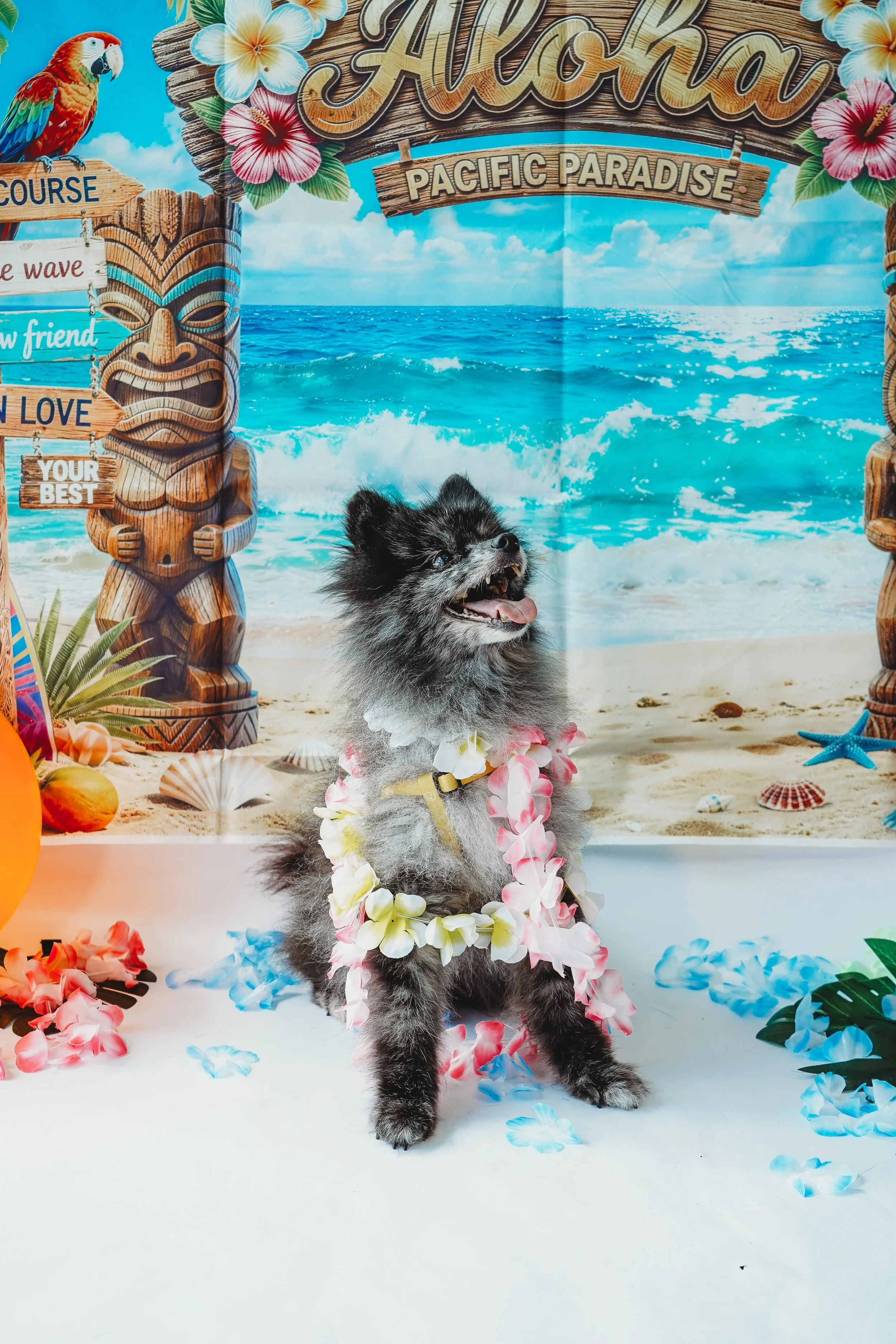 CoCo-15.jpg