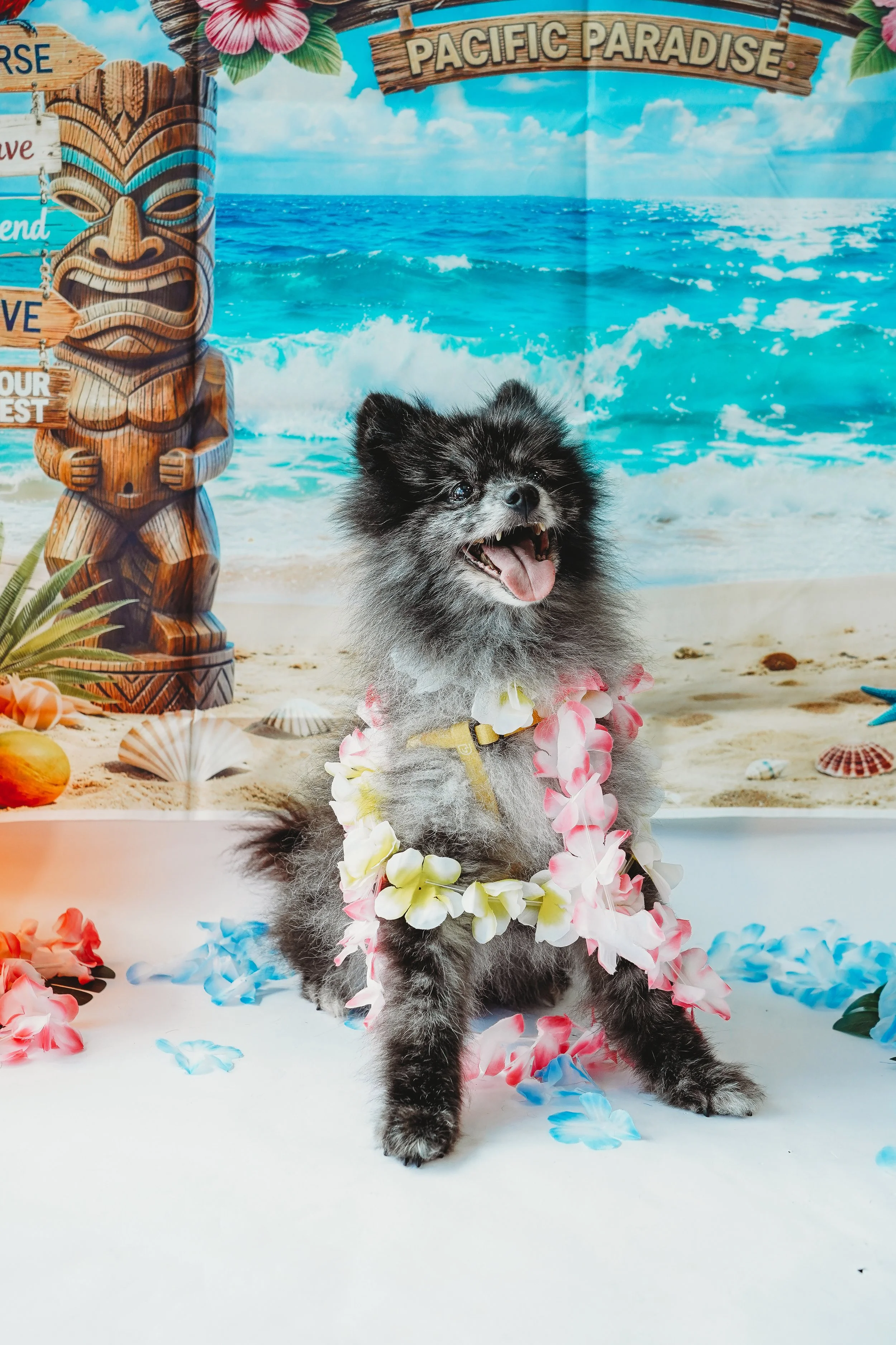 CoCo-16.jpg