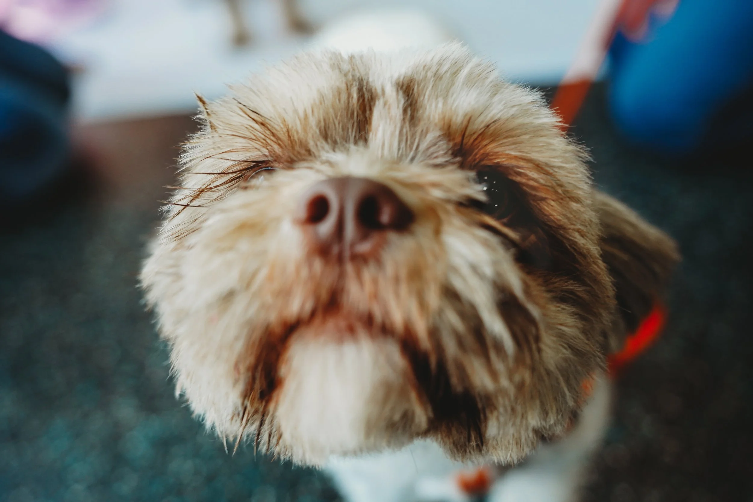 Chloe-3.jpg