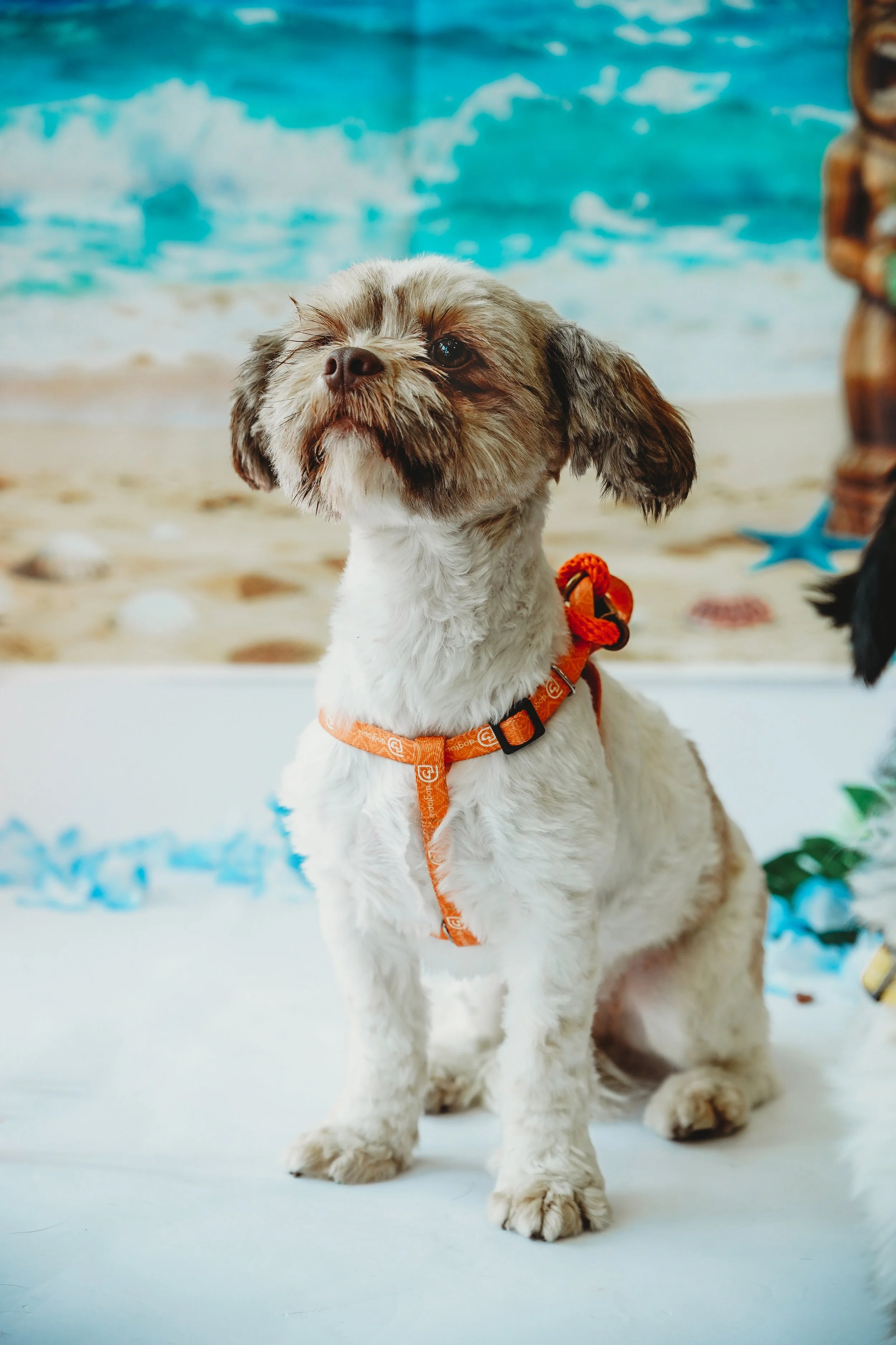 Chloe-8.jpg