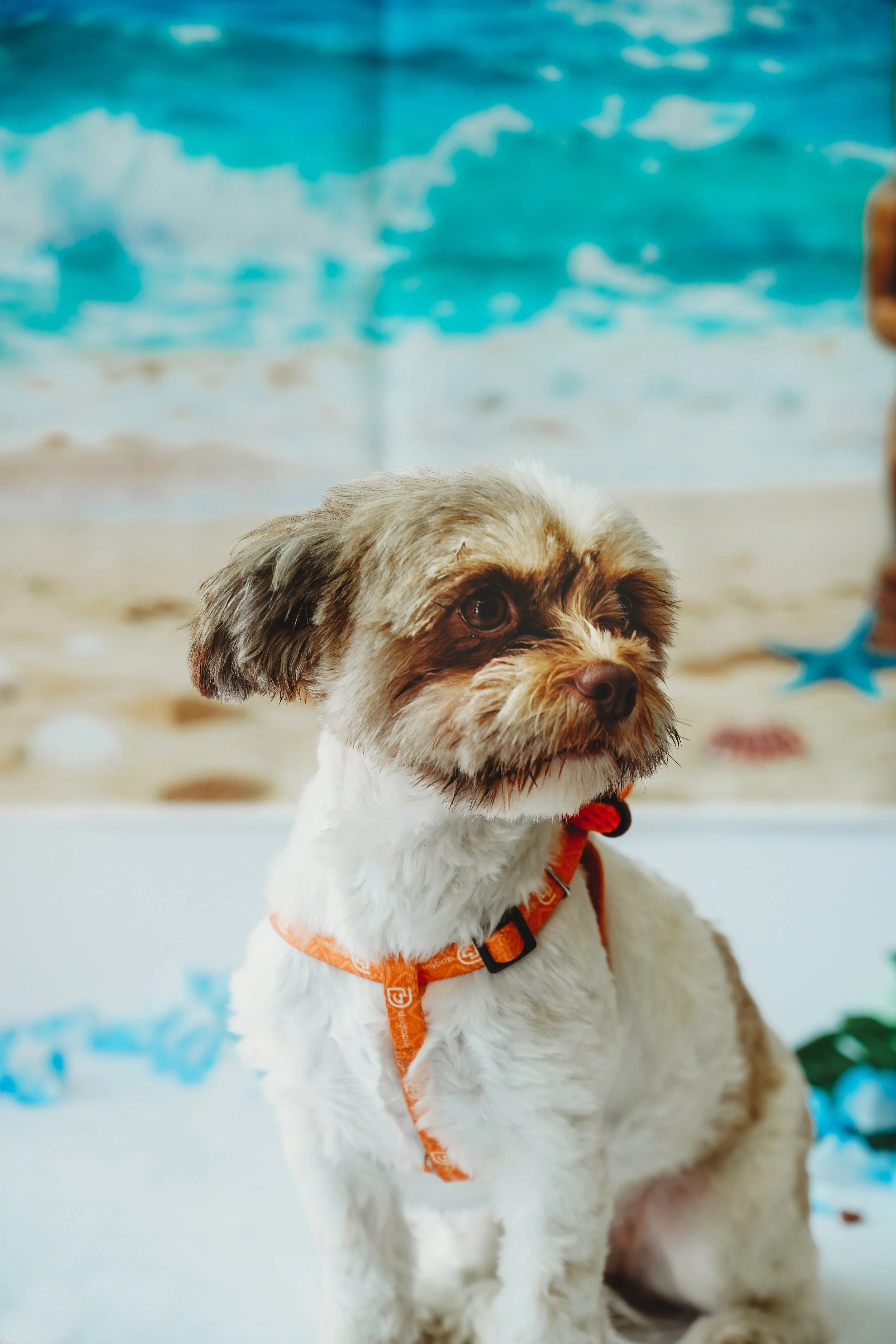 Chloe-9.jpg