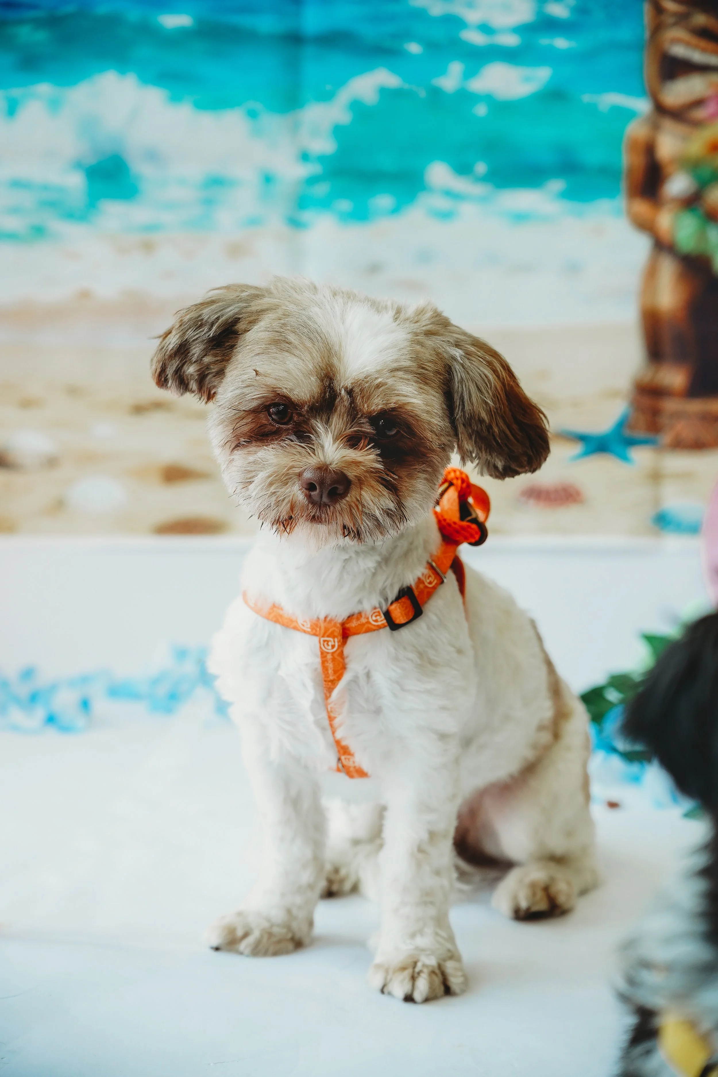 Chloe-10.jpg