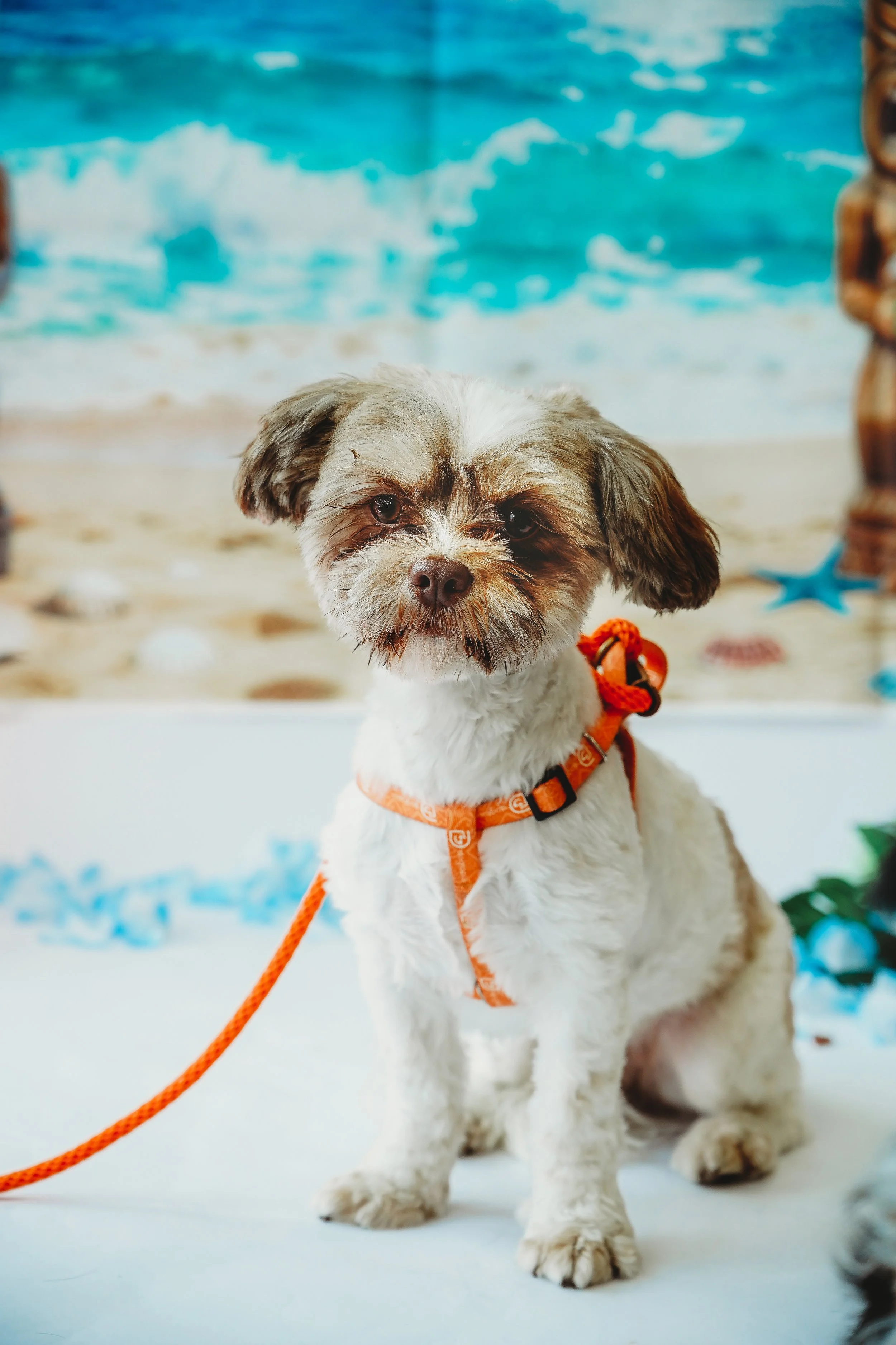 Chloe-11.jpg