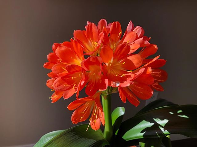 Sooooo thankful for beautiful indoor flowering plants on cold February days. (See two stalks on this Clivia this year)! #notice #pause #gratefulness #contemplativephotography