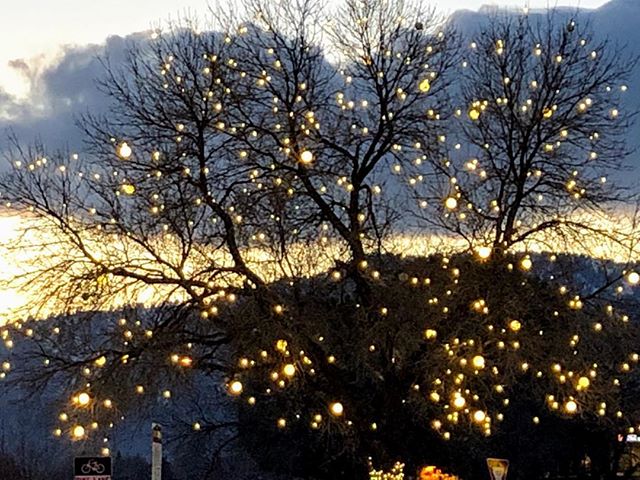 This amazing 30 foot magical tree sits on the corner of a busy intersection in Boulder, Colorado, with cars and bikers whizzing by day and night.

I am awed by the thought of some wonderful soul somehow managing to string lights all the way to the ou
