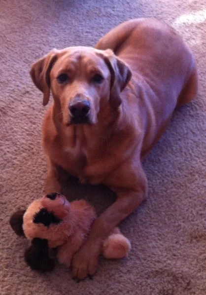 Oh Boy! My Favorite! - November 16, 2013