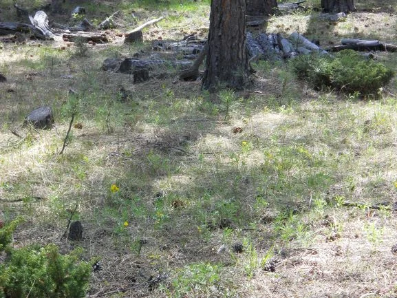 Simple Pleasures - March 15, 2016