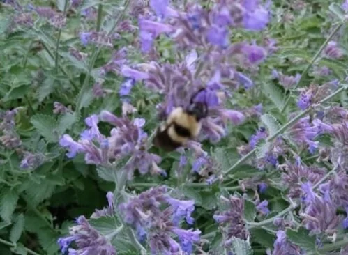 Buzzing Bees and Dancing Dragonflies