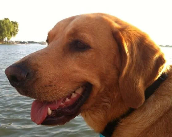 My Sweet, Sweet Charlie