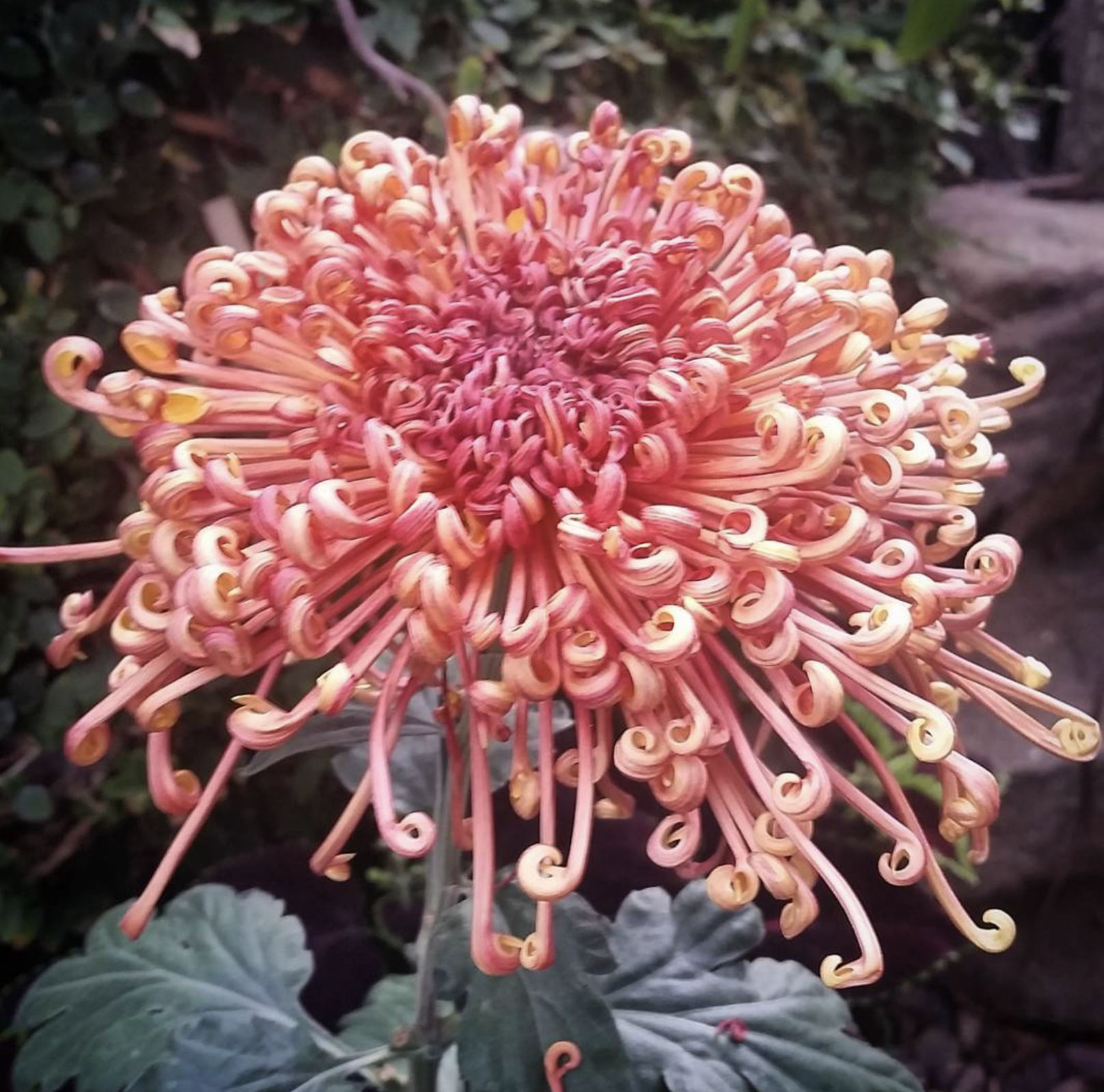 Screenshot 2025-10-31 at 11.43.19 AM.png