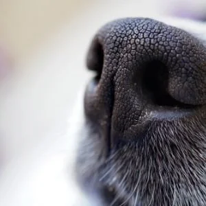 Dog's black nose with white fur.