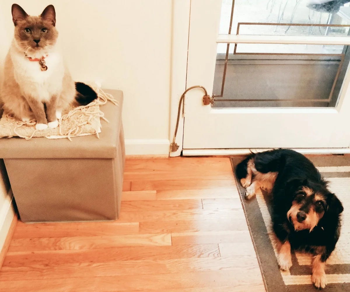 See, we're on our mats! We'd like to order treat take-out, please!