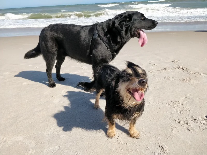 Weathering Storms with your Pets