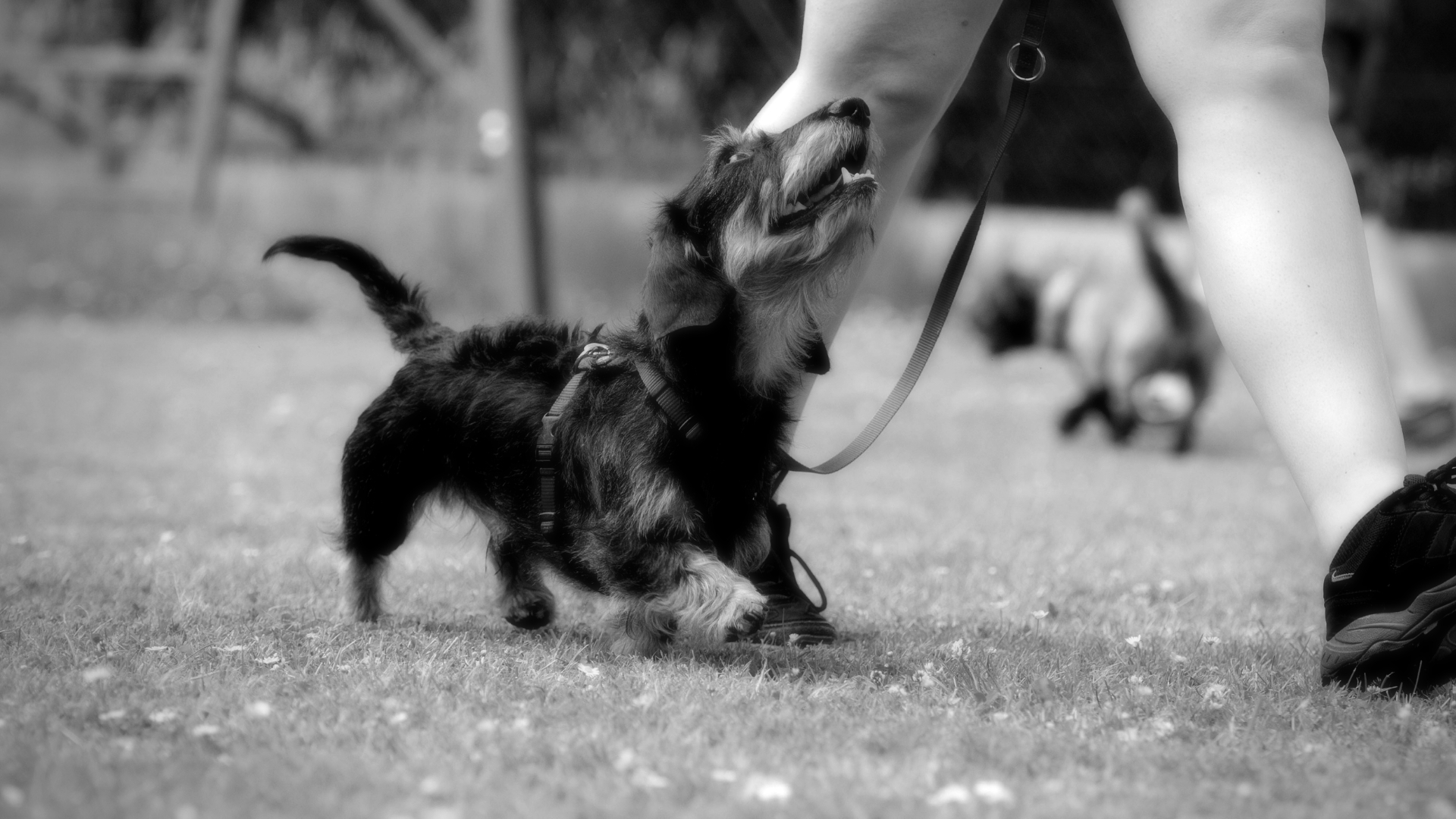 Dog Training Group Classes — Behavior United Dog Behavior and Training