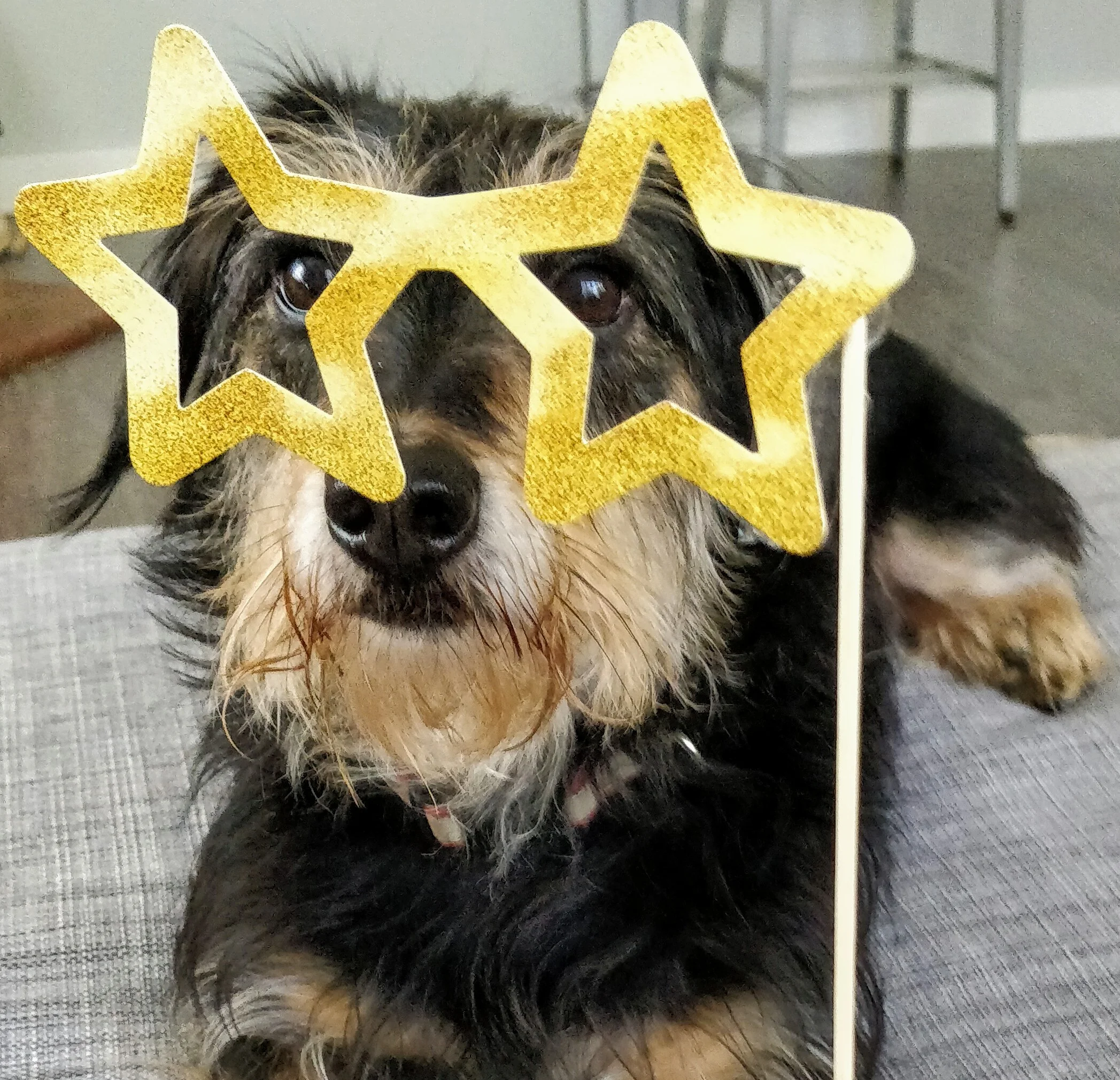Fido's Fall Report Card