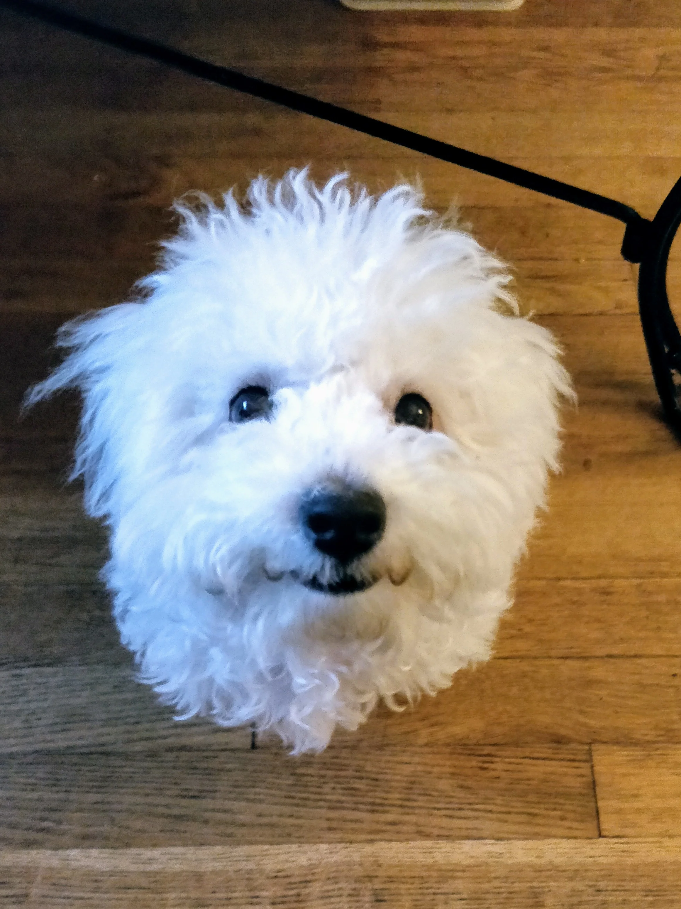 Send for Help, I Have a Puppy