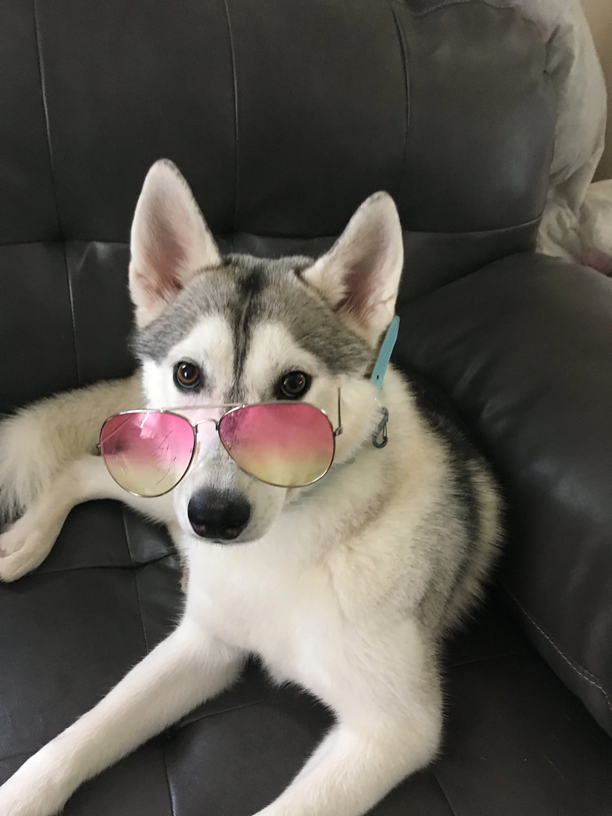 Let's Unpack Dogs from Wolves