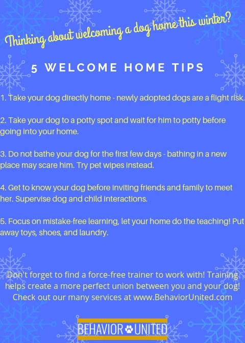 1. Take your dog directly home - newly adopted dogs are a flight risk.2. Take your dog to a potty spot and wait for him to potty before going into your home.3. Do not bathe your dog for the first few days - bathing.jpg