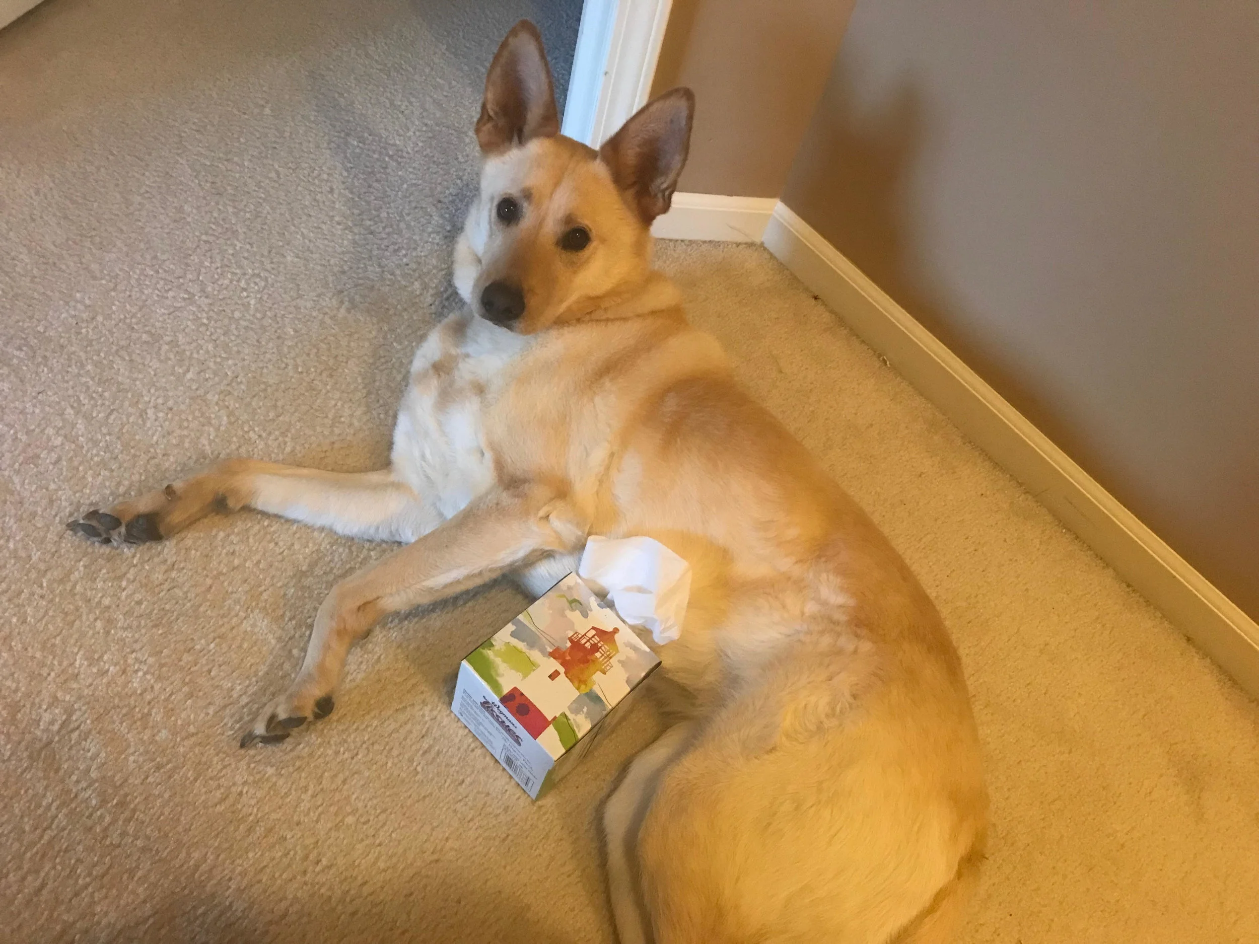 Same Old Dogs, Brand New Challenges