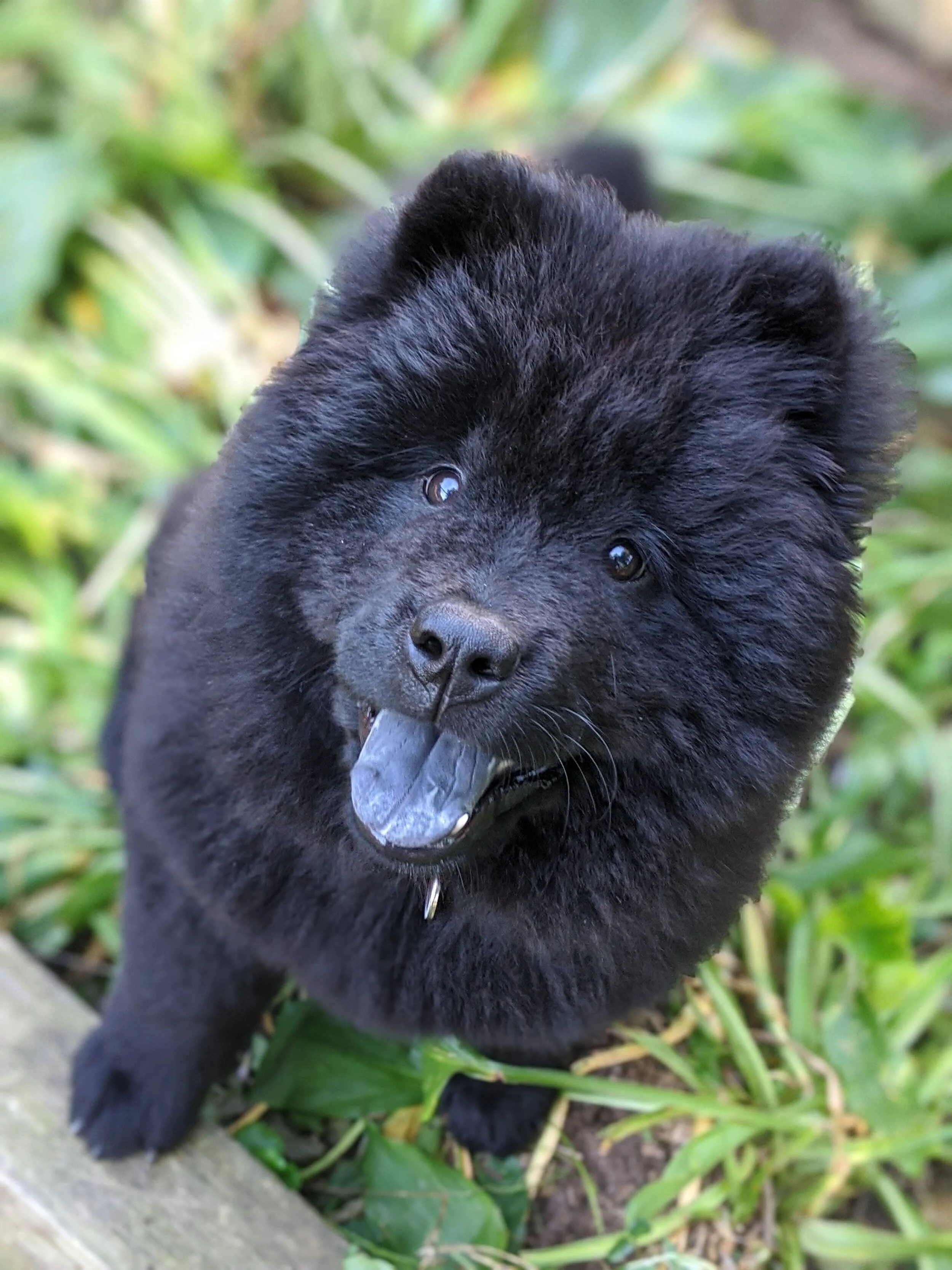 Puppies and A More Perfect Union with You